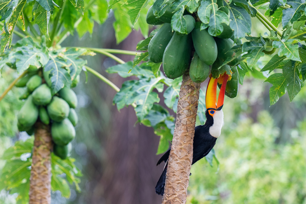 Tucano com bico amarelo empoleirado em um pé de mamão-verde, em uma floresta, comendo um de seus frutos.